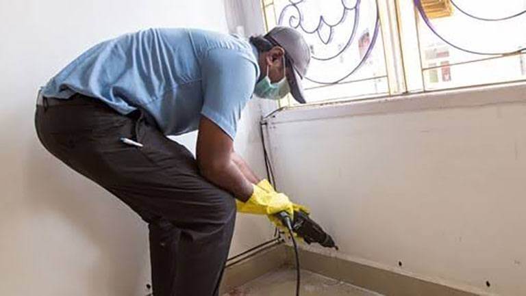 Como exterminar el comején en Puerto Rico