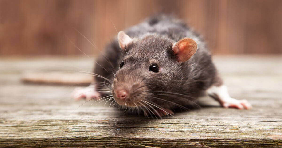Infestación de ratas y ratones: Cómo eliminar estos roedores