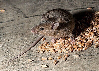 Sentido táctil simpático impactante Infestación de ratas y ratones: Cómo eliminar estos roedores